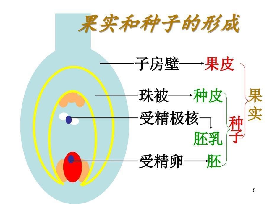 植物的生殖与发育复习课共33张PPT精品文档_第5页