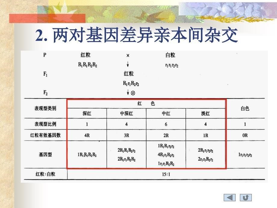 数量性状的遗传机制多基因假说_第5页