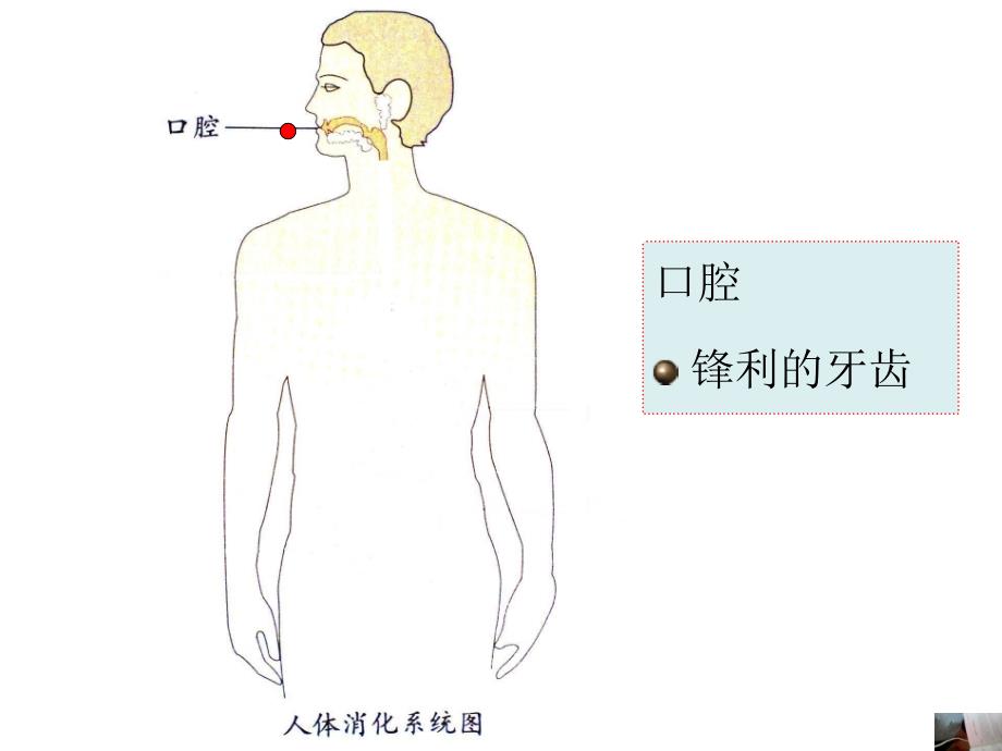 保护我的肠胃.ppt_第2页