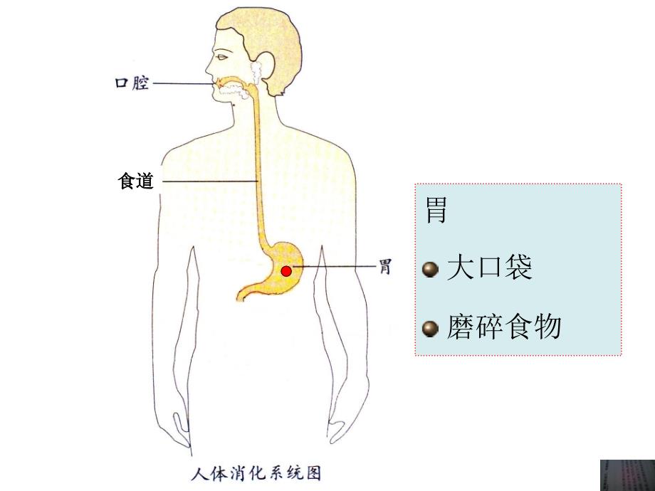 保护我的肠胃.ppt_第4页