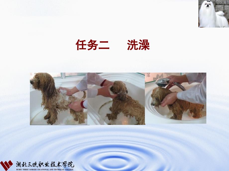 宠物美容与护理2洗澡课件_第1页