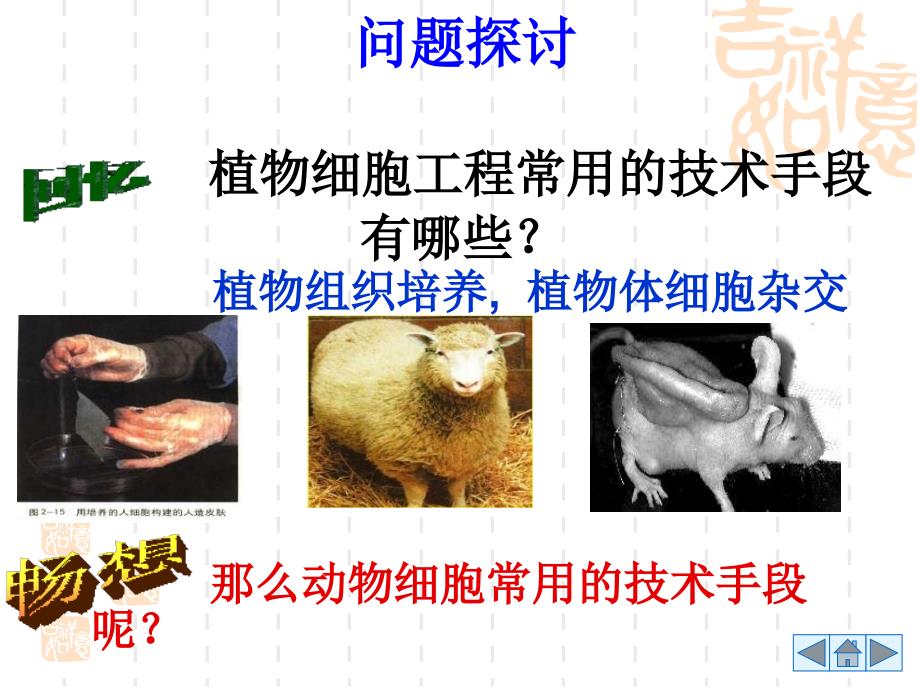 人教版教学课件动物细胞培养和细胞核移植_第4页