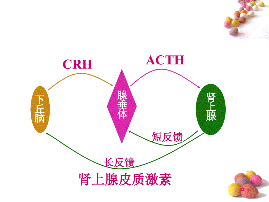 二十九章肾上腺皮质激素类药_第3页