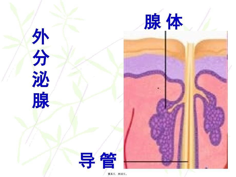 七年级生物下册6.4激素调节课件人教新课标版教学提纲_第5页