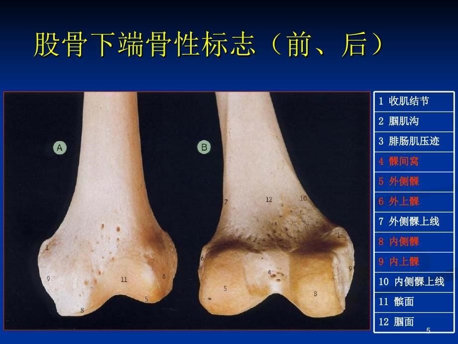 膝关节解剖基础课件_第5页