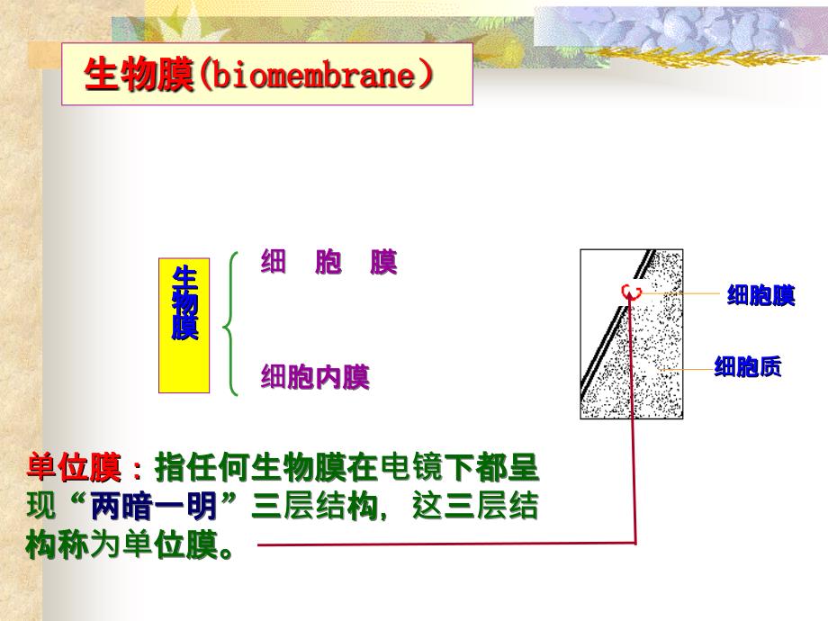 细胞膜与物质的跨膜运输_第3页