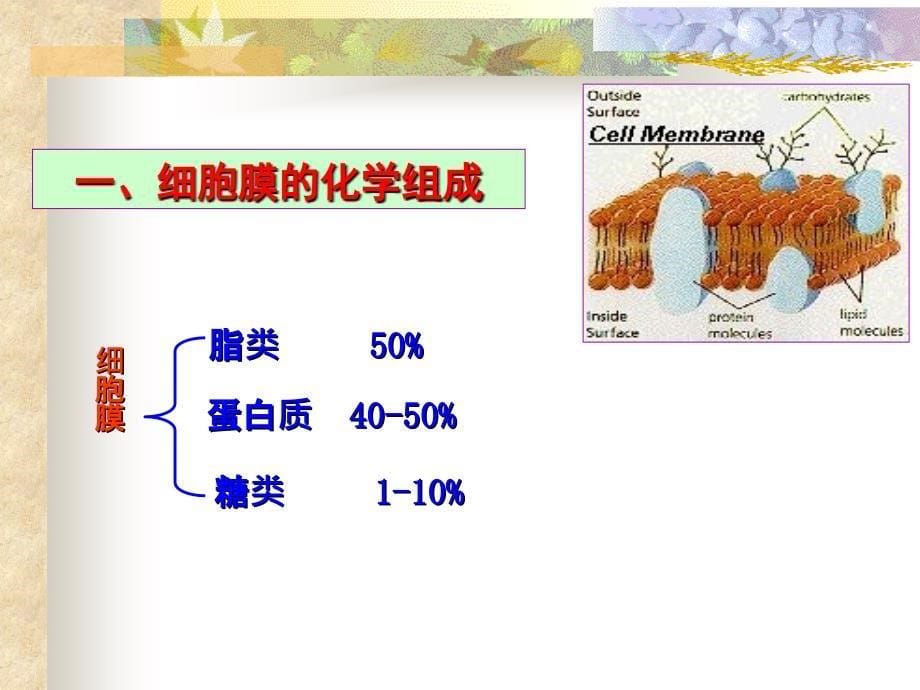 细胞膜与物质的跨膜运输_第5页