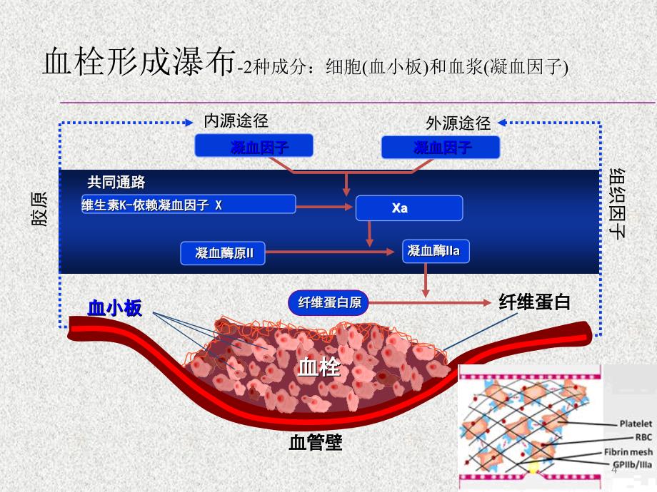 抗血小板凝集药物ppt课件1_第4页