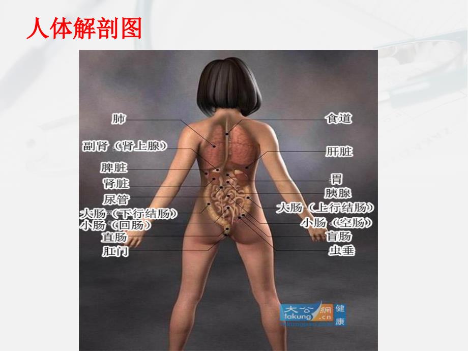 人体解剖学文档资料_第4页