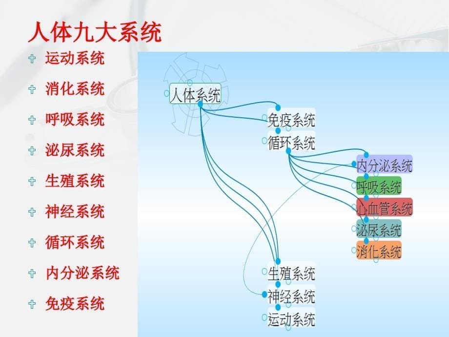 人体解剖学文档资料_第5页