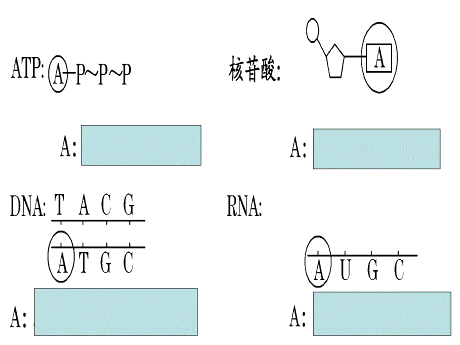 ATP的结构、功能、利用_第3页