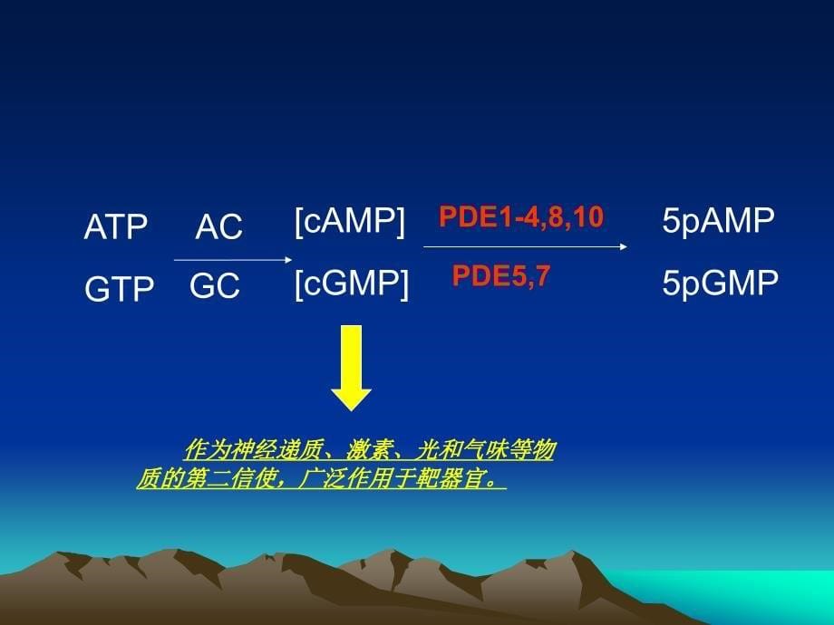 磷酸二酯酶(PDE)及其概述_第5页