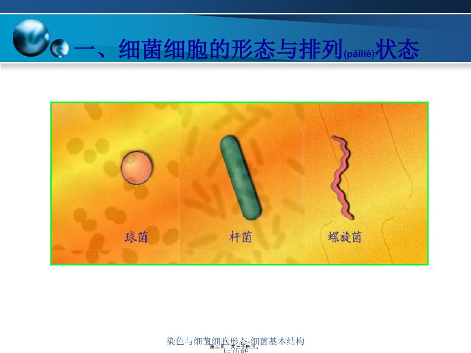 染色与细菌细胞形态细菌基本结构与功能课件_第2页