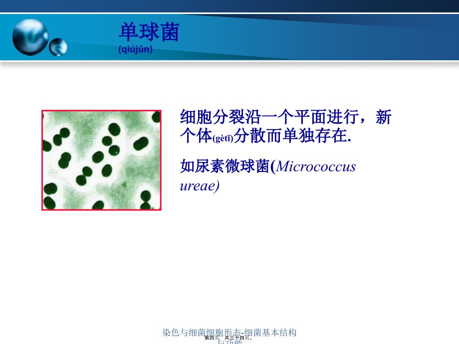 染色与细菌细胞形态细菌基本结构与功能课件_第4页