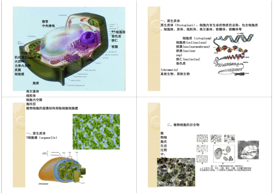 药用植物学课件.docx_第3页