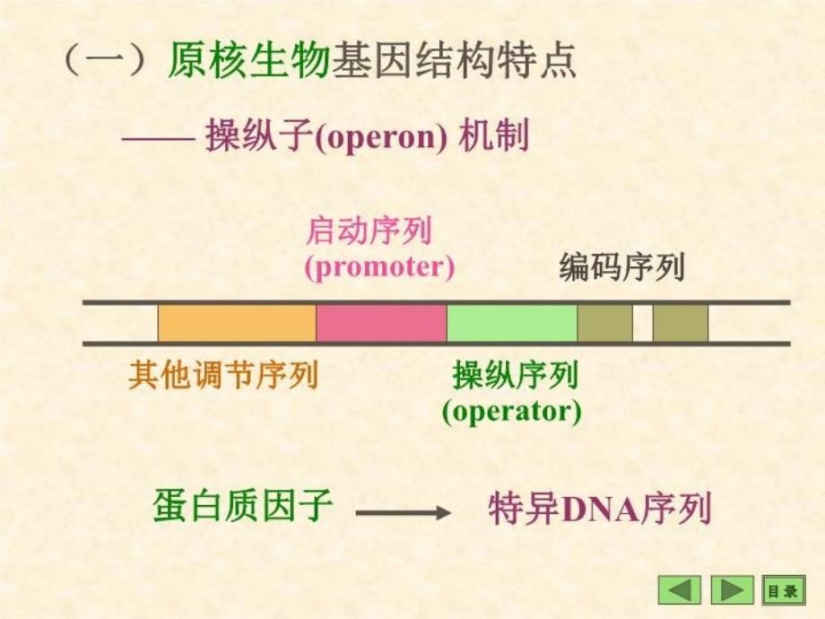 最新医学课件基因结构与基因表达调控精品课件_第3页