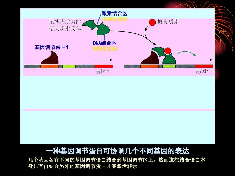 中国海洋大学细胞生物学课件15基因表达与蛋白质的生物合成课件_第1页