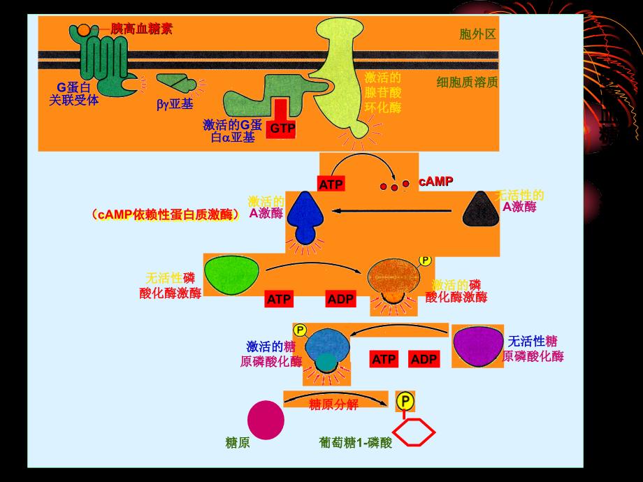 中国海洋大学细胞生物学课件15基因表达与蛋白质的生物合成课件_第3页