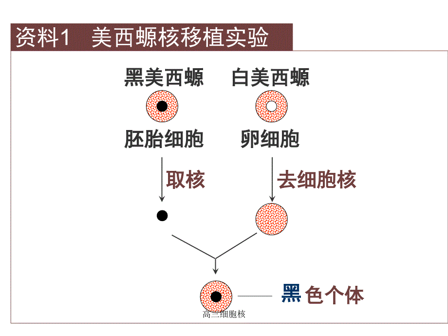 高三细胞核课件_第4页