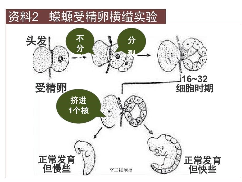 高三细胞核课件_第5页