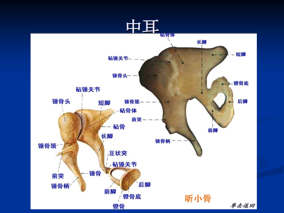 耳颞部解剖及常见疾病诊断CT_第4页