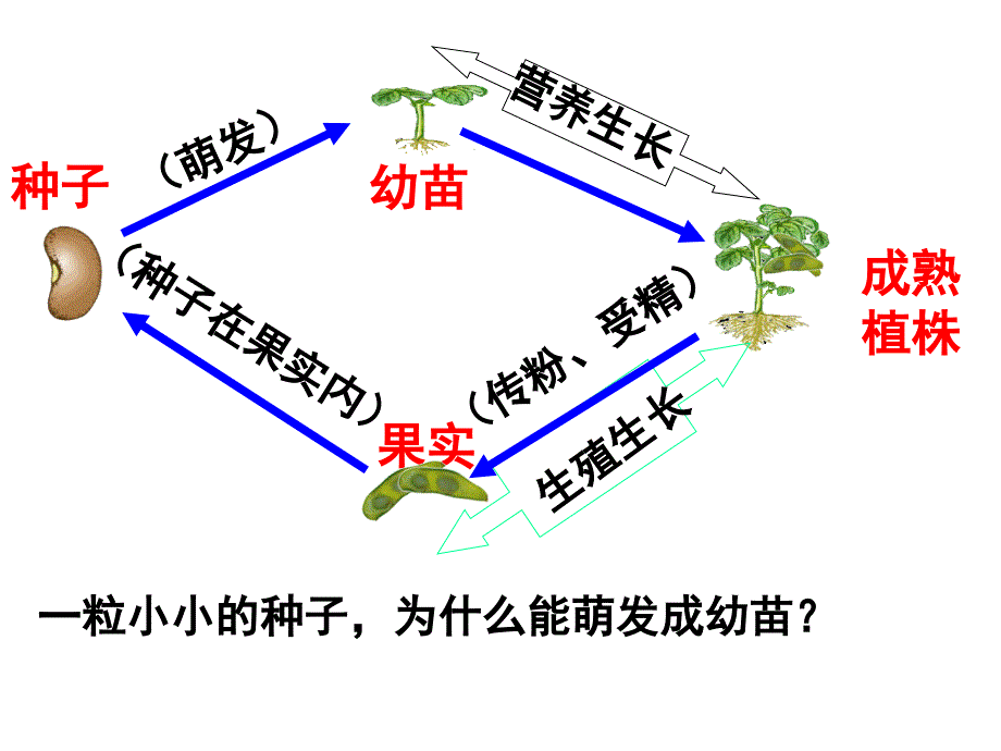 植物的生长发育_第2页