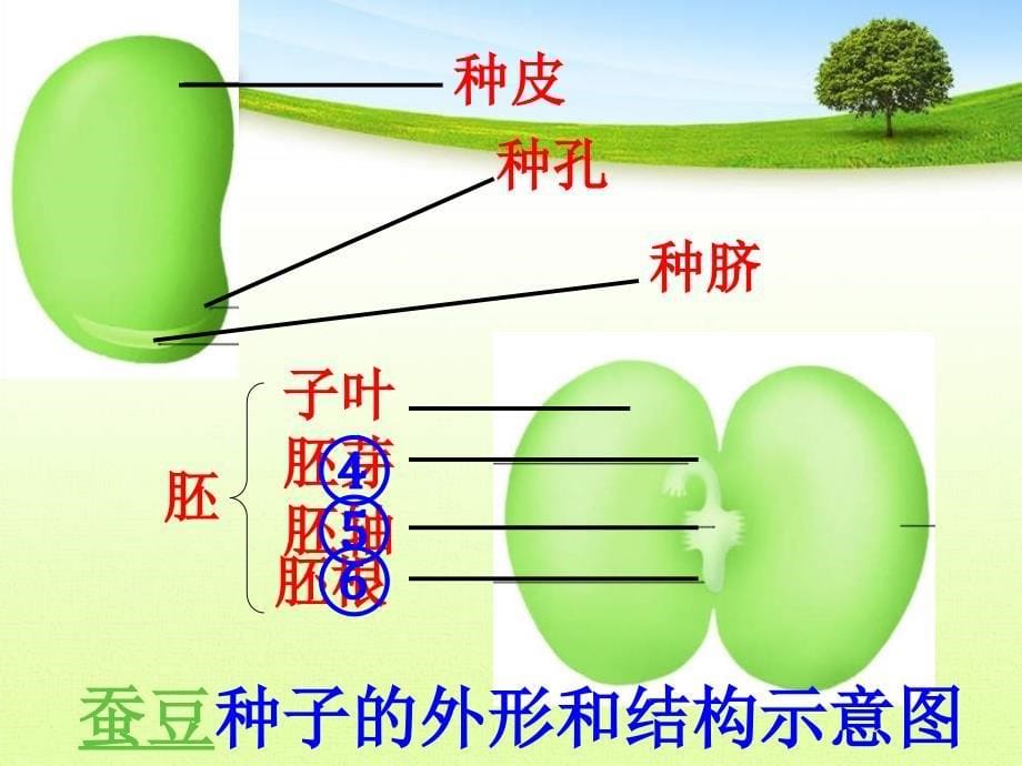 植物的生长发育_第5页