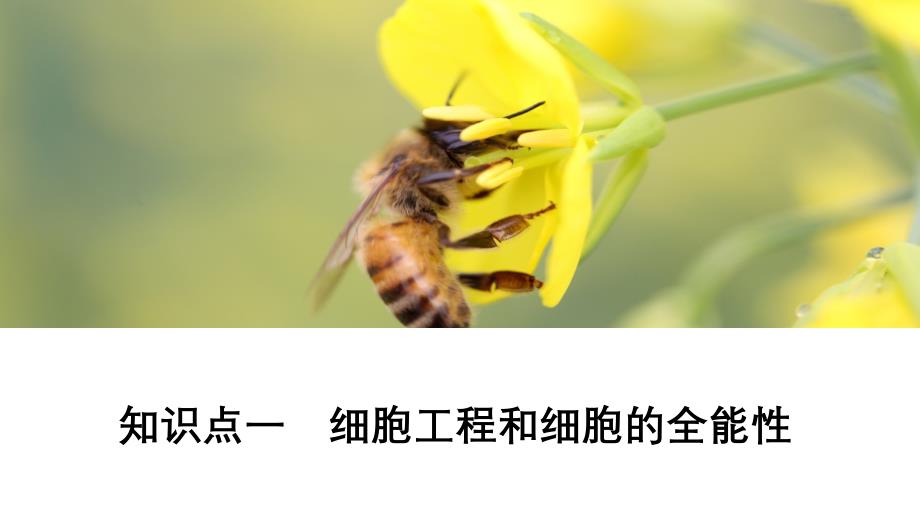 2020生物同步导学人教选修三课件：专题2　细胞工程 2.1 第1课时_第2页