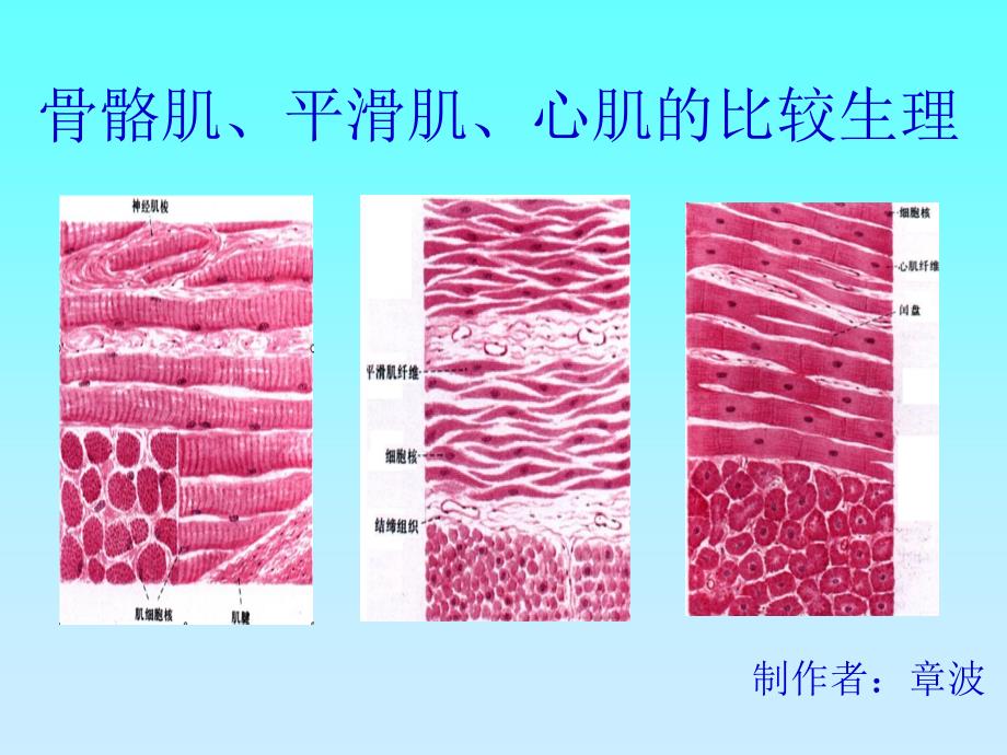 骨骼肌心肌平滑肌的比较PPT_第1页