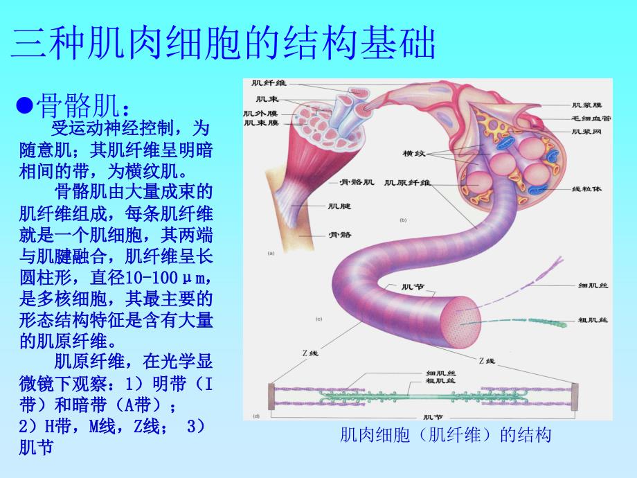 骨骼肌心肌平滑肌的比较PPT_第2页