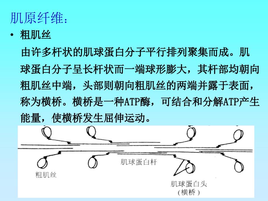 骨骼肌心肌平滑肌的比较PPT_第3页