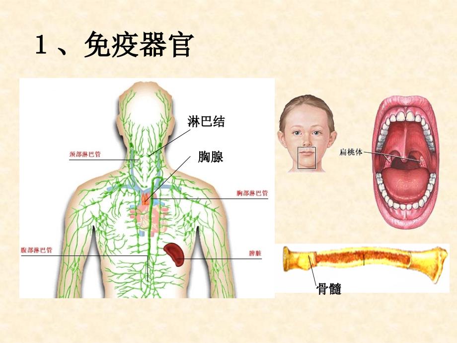 第四章免疫调节_第4页