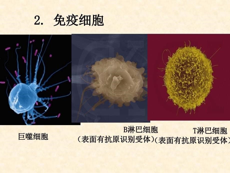 第四章免疫调节_第5页