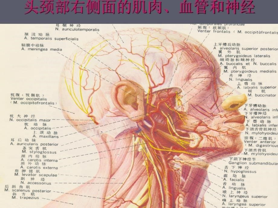 [医药卫生]骨科外伤现场急救技术_第5页