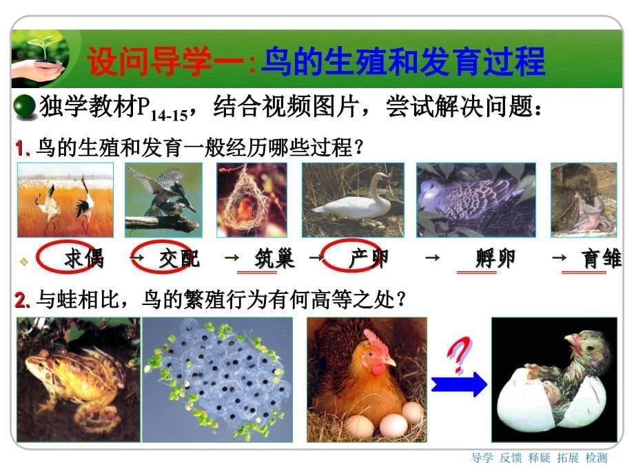 《鸟的生殖和发育》_第5页