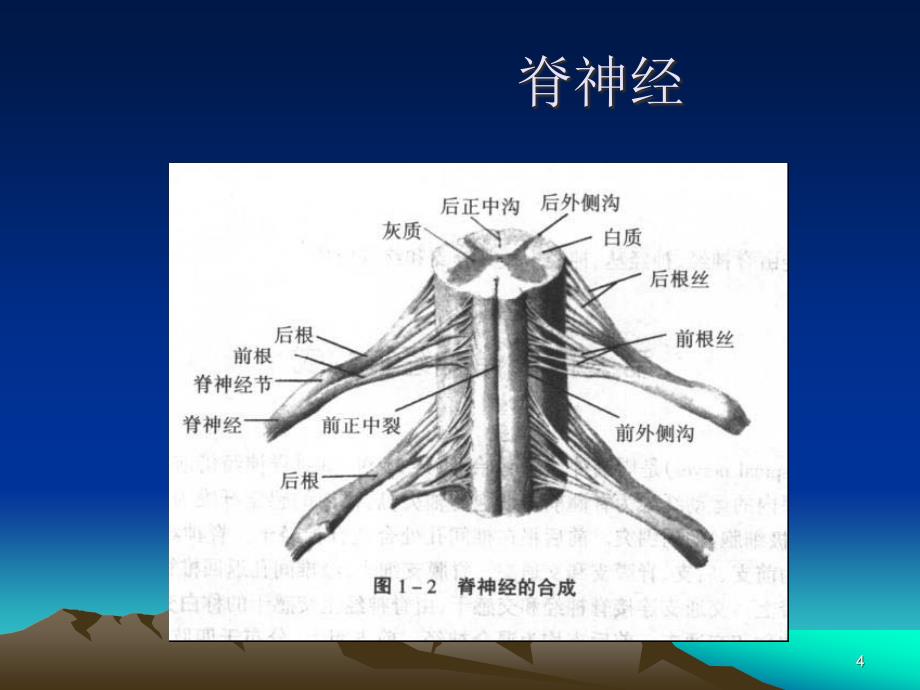 （优质课件）脊神经的体表定位_第4页