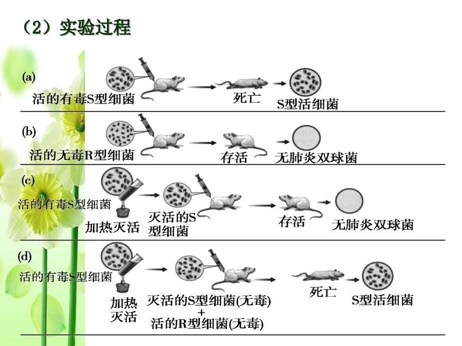 李扬高三一轮复习DNA是主要的遗传物质_第5页