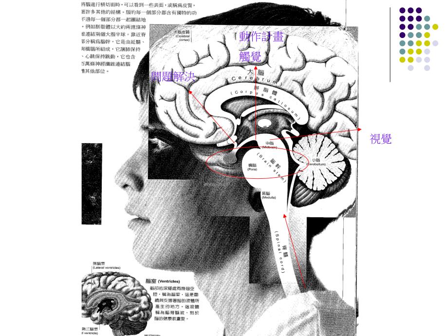 ADHD团体与社交技巧训练活动分享_第3页