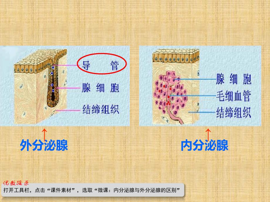 初中七年级生物下册464激素调节名师优质课件1新版新人教版_第3页