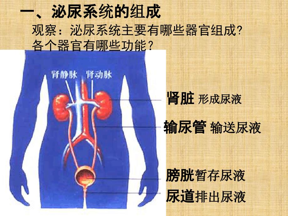 初中七年级生物下册第11章人体内的废物排入环境复习名师优质课件新版苏教版_第3页