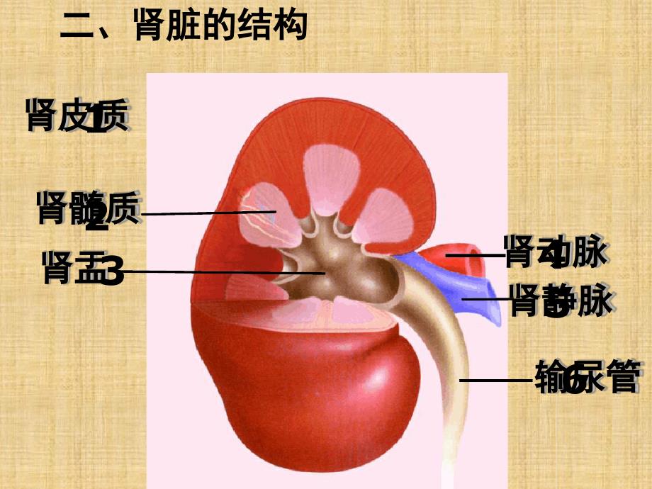 初中七年级生物下册第11章人体内的废物排入环境复习名师优质课件新版苏教版_第4页