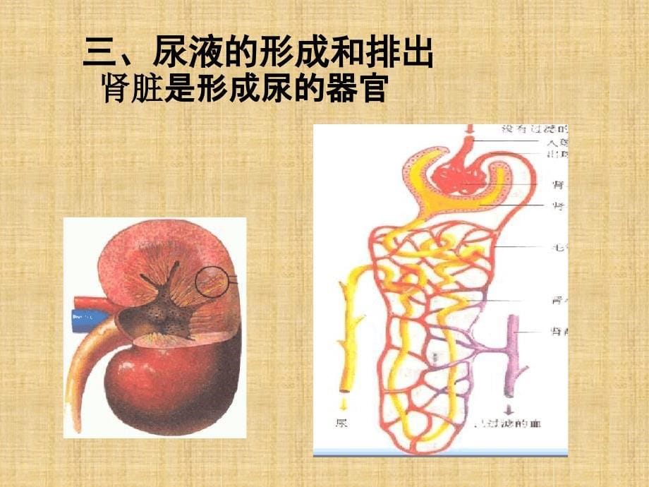 初中七年级生物下册第11章人体内的废物排入环境复习名师优质课件新版苏教版_第5页