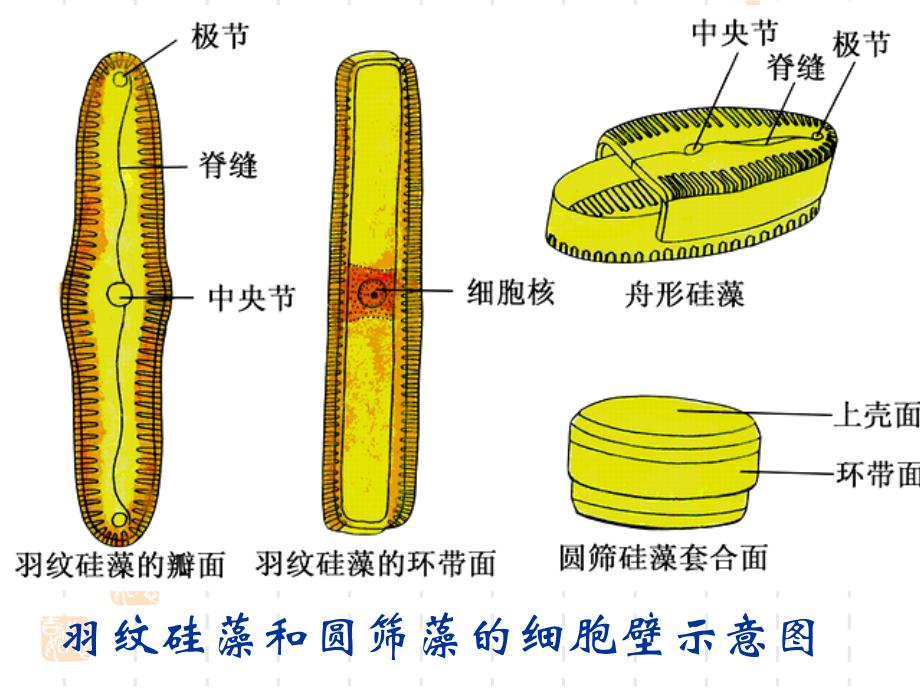 植物学教学课件：藻类2_第2页