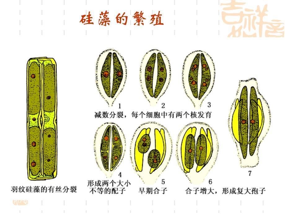 植物学教学课件：藻类2_第5页