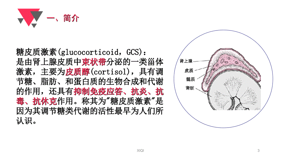 糖皮质激素_第3页