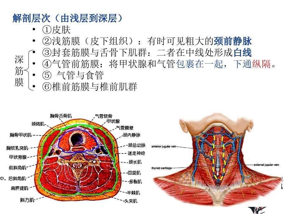 气管切开术ppt课件_第5页