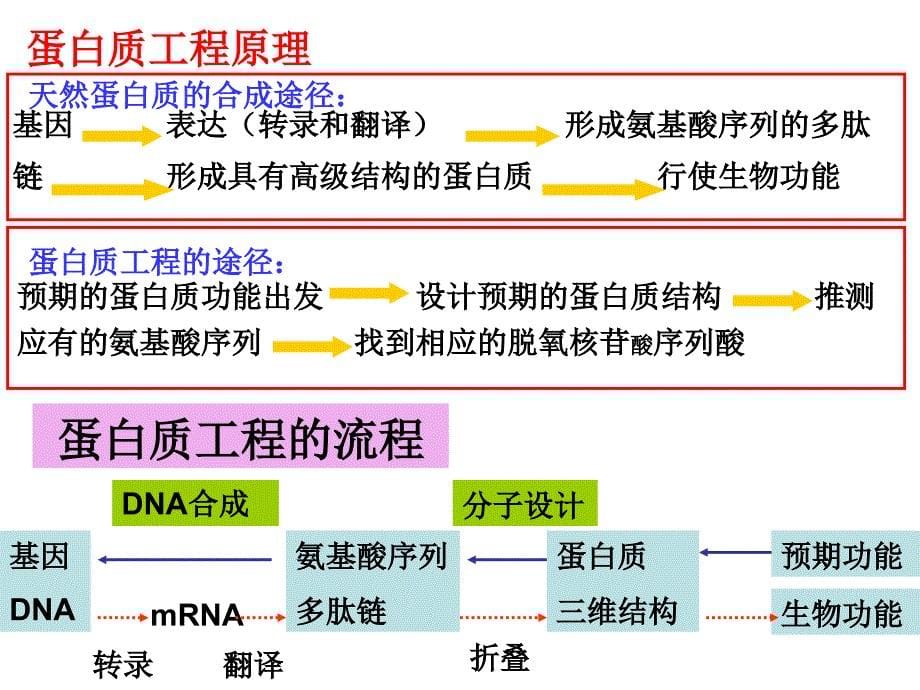 蛋白质工程的崛起(超好!转_第5页