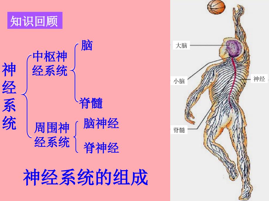 河北省南宫市高中生物 第二章 动物和人体生命活动的调节 2.1 通过神经系统调节课件 新人教必修3_第2页