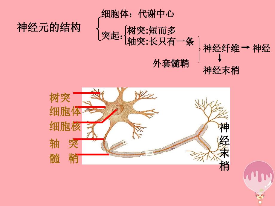 河北省南宫市高中生物 第二章 动物和人体生命活动的调节 2.1 通过神经系统调节课件 新人教必修3_第3页