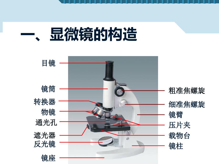 练习使用显微镜(1)_第4页